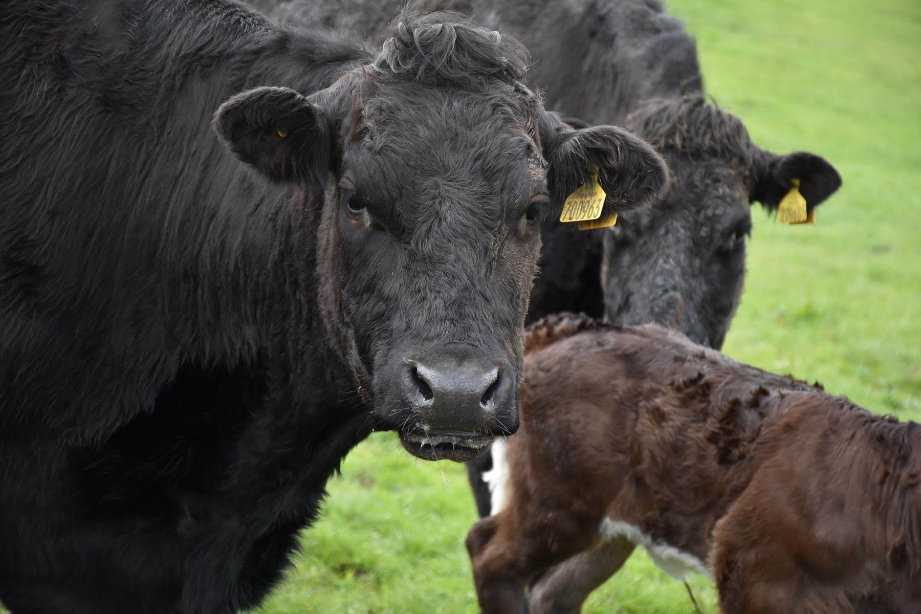 Aberdeen Angus