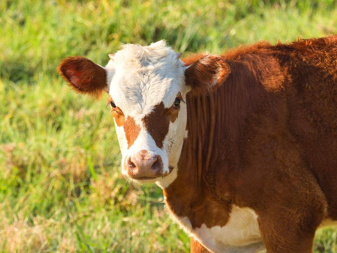 carne Hereford