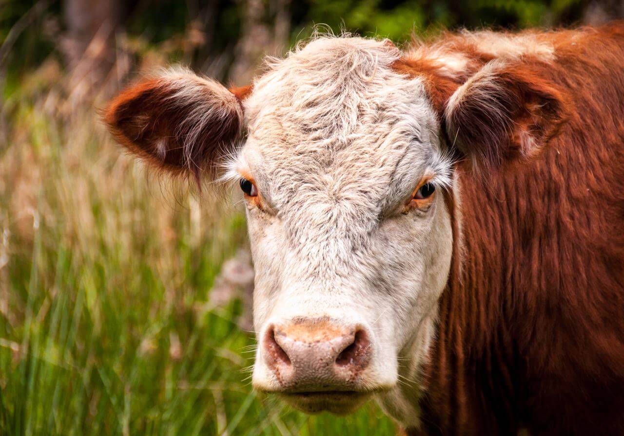 Hereford