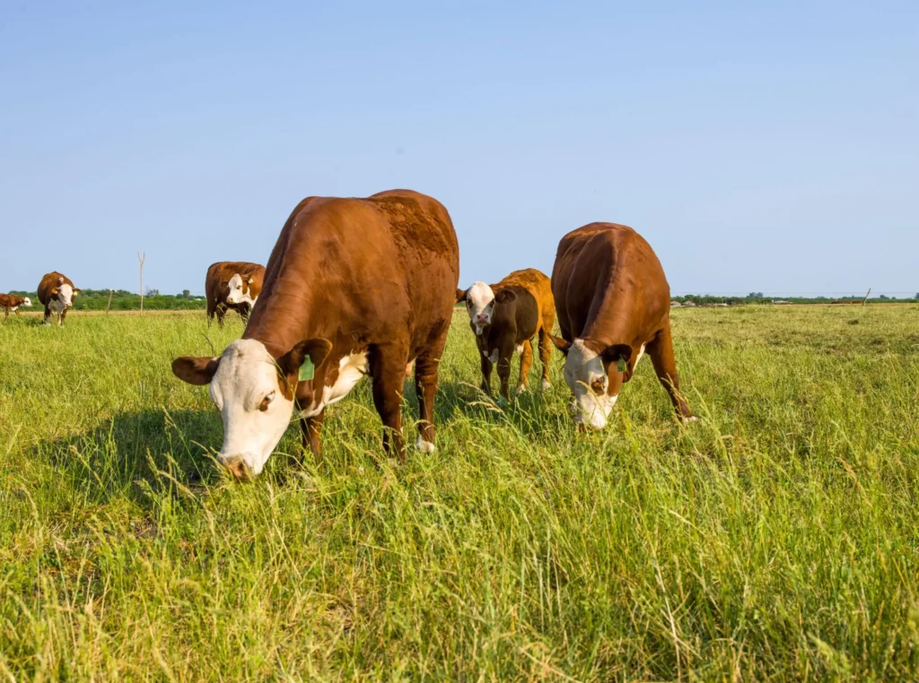 Carne argentina: calidad, trazabilidad y producción sustentable